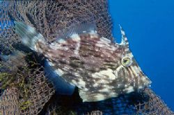 Triggerfish trying to hide beside a piece of net. Arinaga... by Arthur Telle Thiemann 